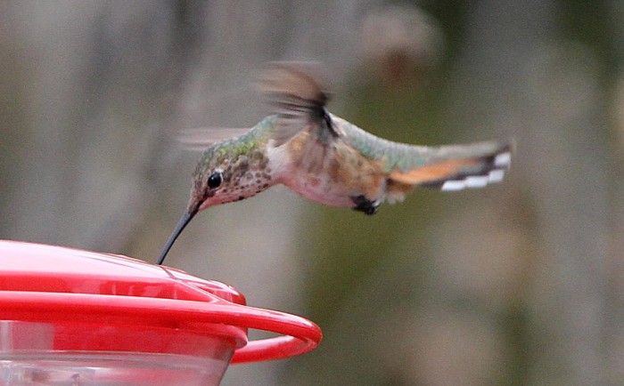 Rufous Hummingbird