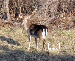 Deer in Margate