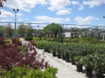 Trees