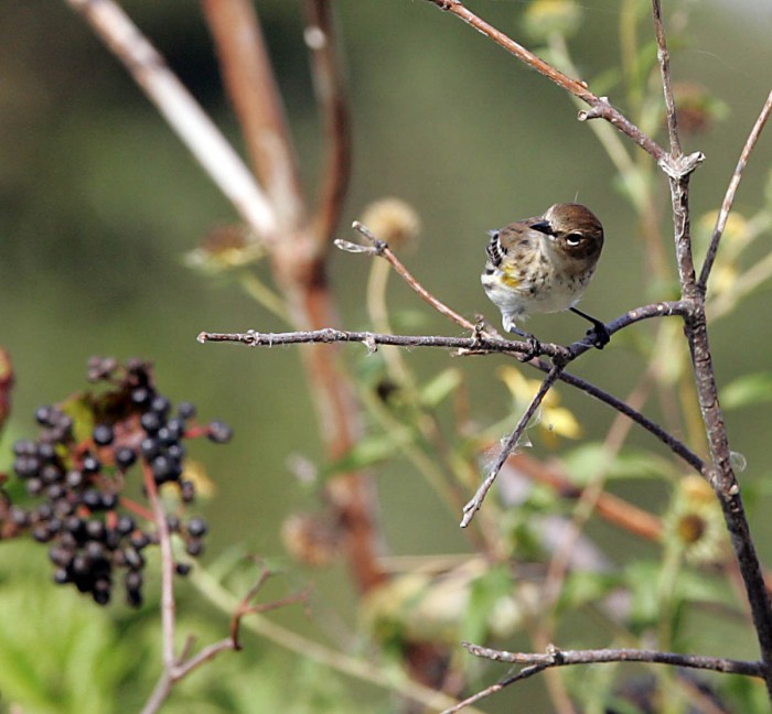 Migration