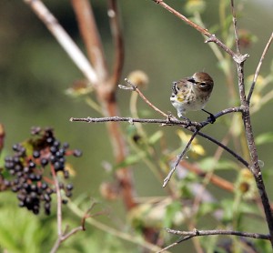 Migration