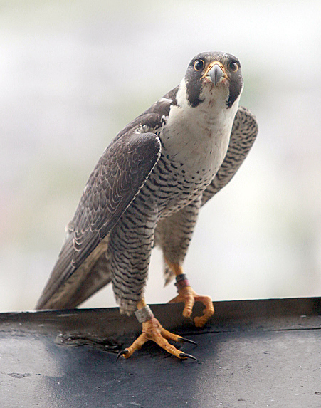 Atlantic Club Falcons