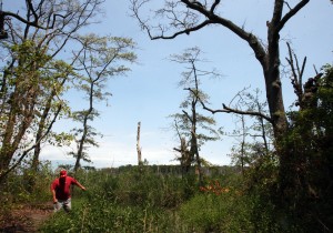 dead trees