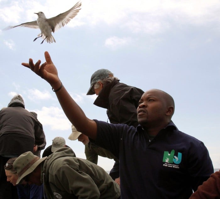 Bird Release