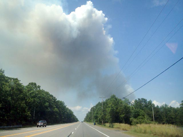 Forest fire