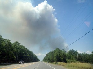 Forest fire