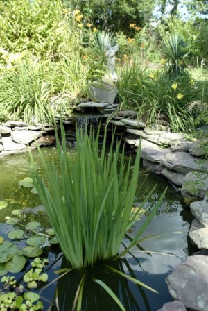 Green Thumbs: It doesn't take long to prepare pond for winter