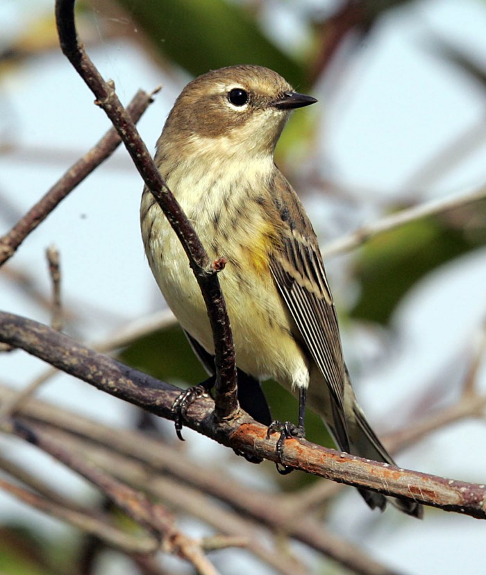 Migration