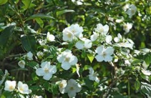 English dogwood is a stellar choice for spring planting
