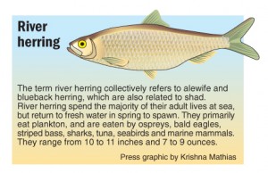 river herring graphic