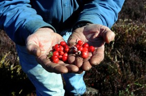 test4Cranberry Harvest81645028.jpg