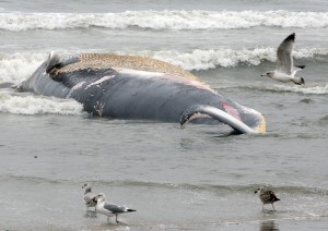 Beached Whale