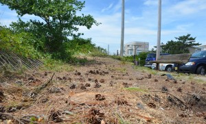 brigantine dune trees cut down