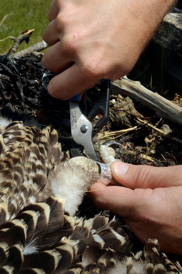 sandy osprey banding