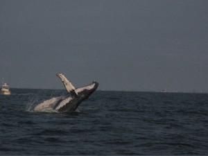 whale