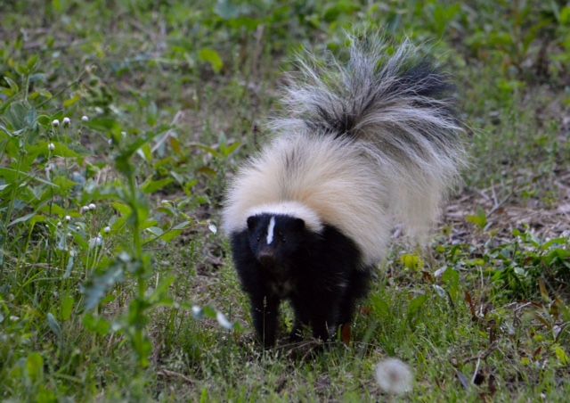 Skunk by Alyce Miller Skunk by Alyce Miller