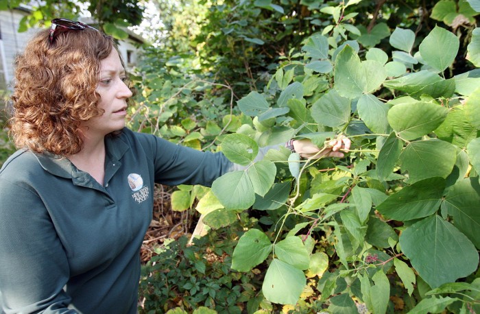 kudzu