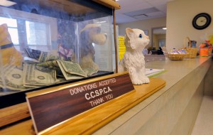 animal cruelty5075277.jpg