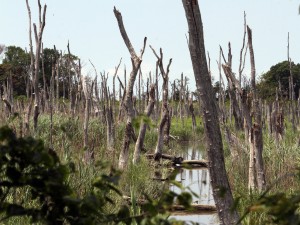 Dead Trees 1