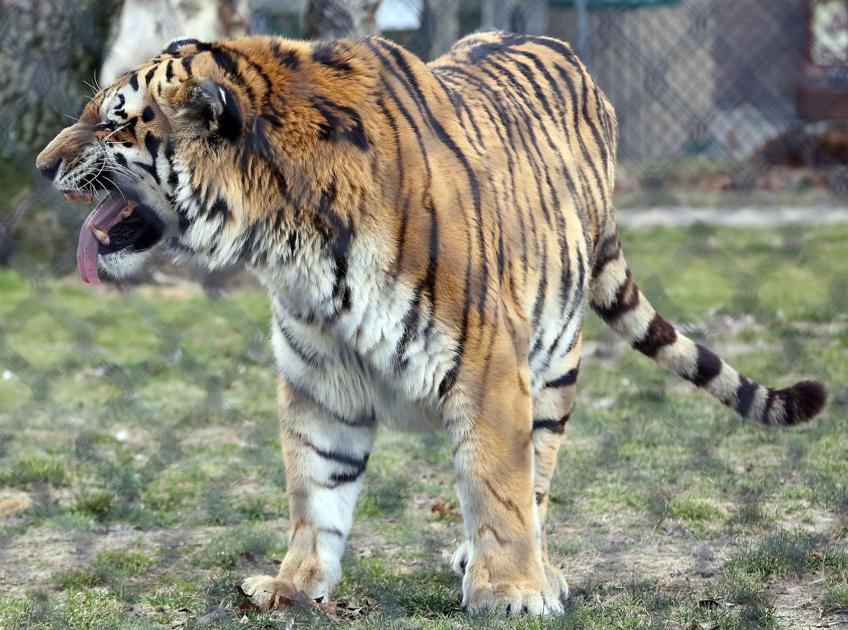 3 South Jersey zoos to visit Press of Atlantic City Family Fun At