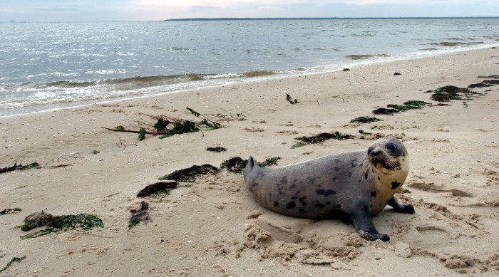 seals