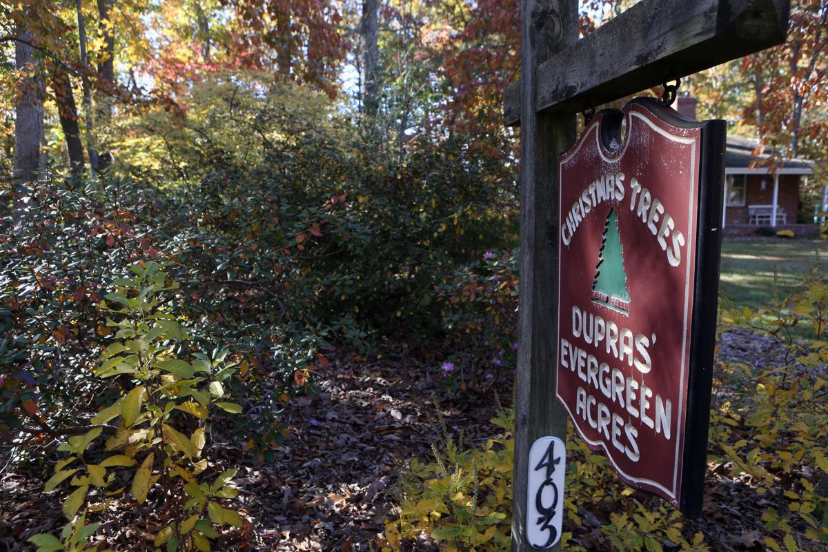 south jersey christmas tree farms prepare for holiday rush south jersey christmas tree farms prepare for holiday rush