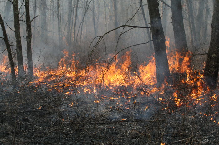 FORESTFIRE SEASON