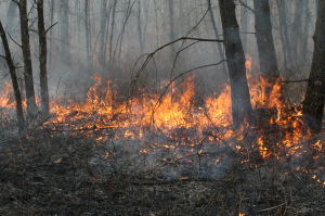 FORESTFIRE SEASON
