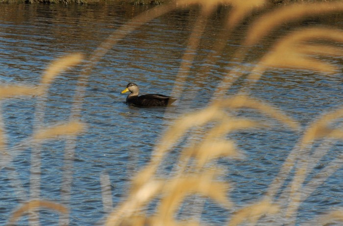 black duck