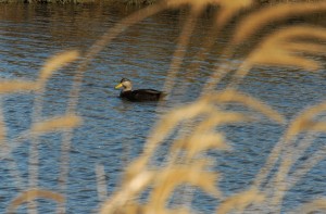 black duck