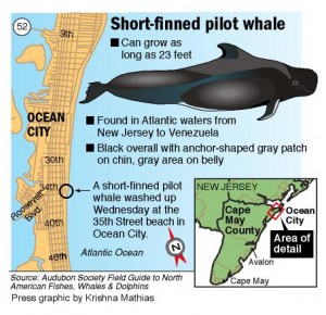 WHALE