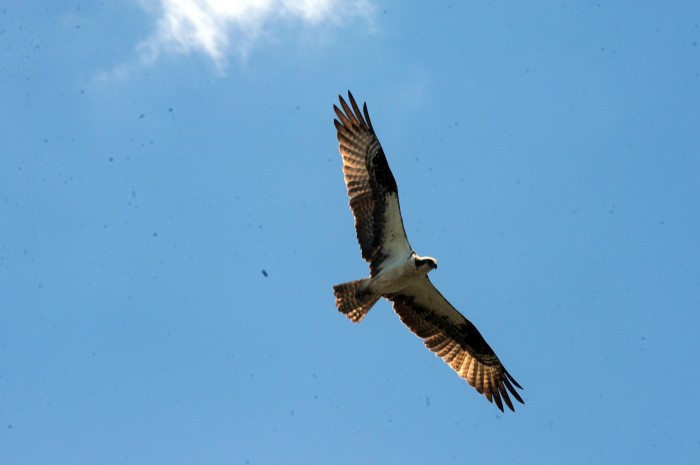 sandy osprey banding
