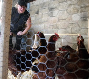NCM Chickens