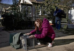 In Sandy aftermath, pets' fates bring comfort or stress