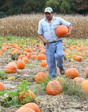 Pumpkin harvest 2012