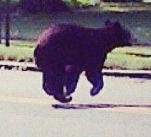 Bear