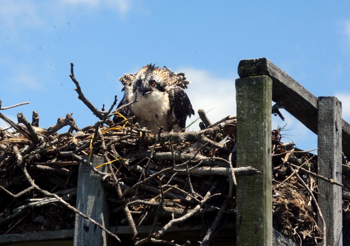 sandy osprey banding