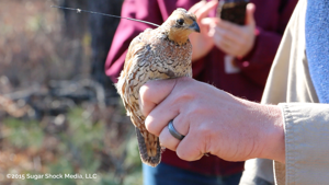 Bobwhite recovery
