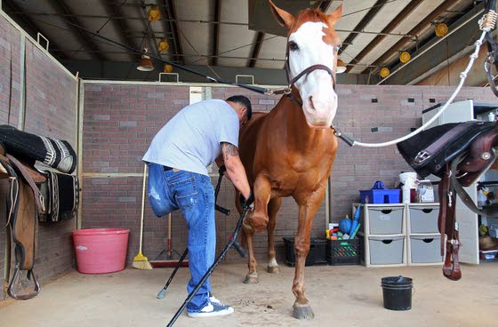 Horses helping heroes: Equine therapy helps veterans adjust, heal from war injuries