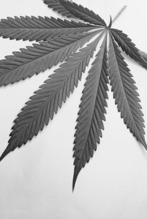 Dr. Jeffrey S. Pollack / New federal marijuana policy needed
