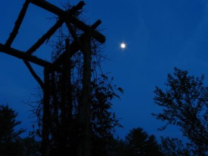 Moonlight adds a different hue to the everyday garden