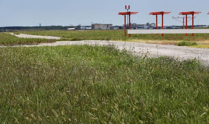 AIRPORT BIRD STRIKES