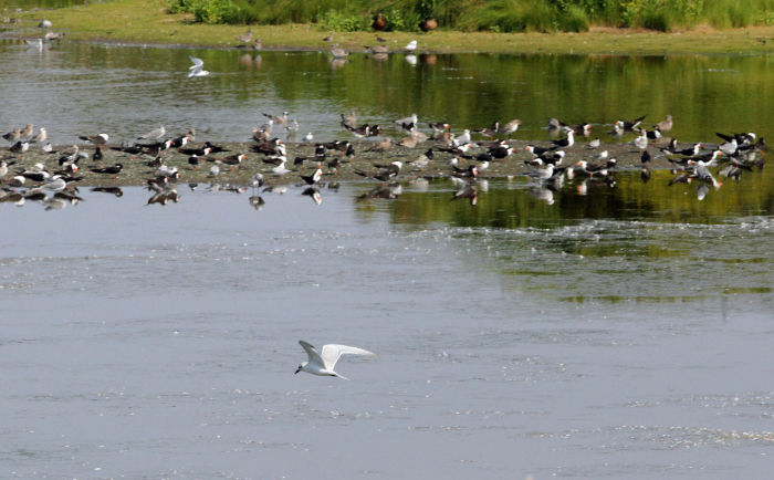 Birds
