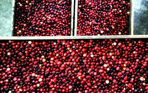 test4Cranberry Harvest81644973.jpg