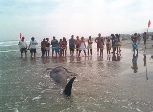 OC WHALE