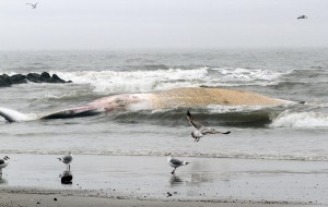 Beached Whale