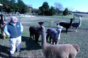 LOST FARMS