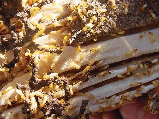 Green Thumbs: Dealing with termites requires a call to a professional
