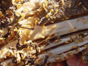 Green Thumbs: Dealing with termites requires a call to a professional