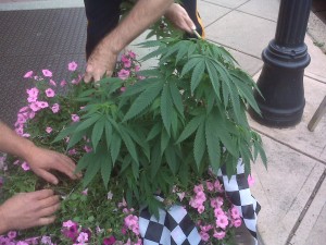 Pot plants